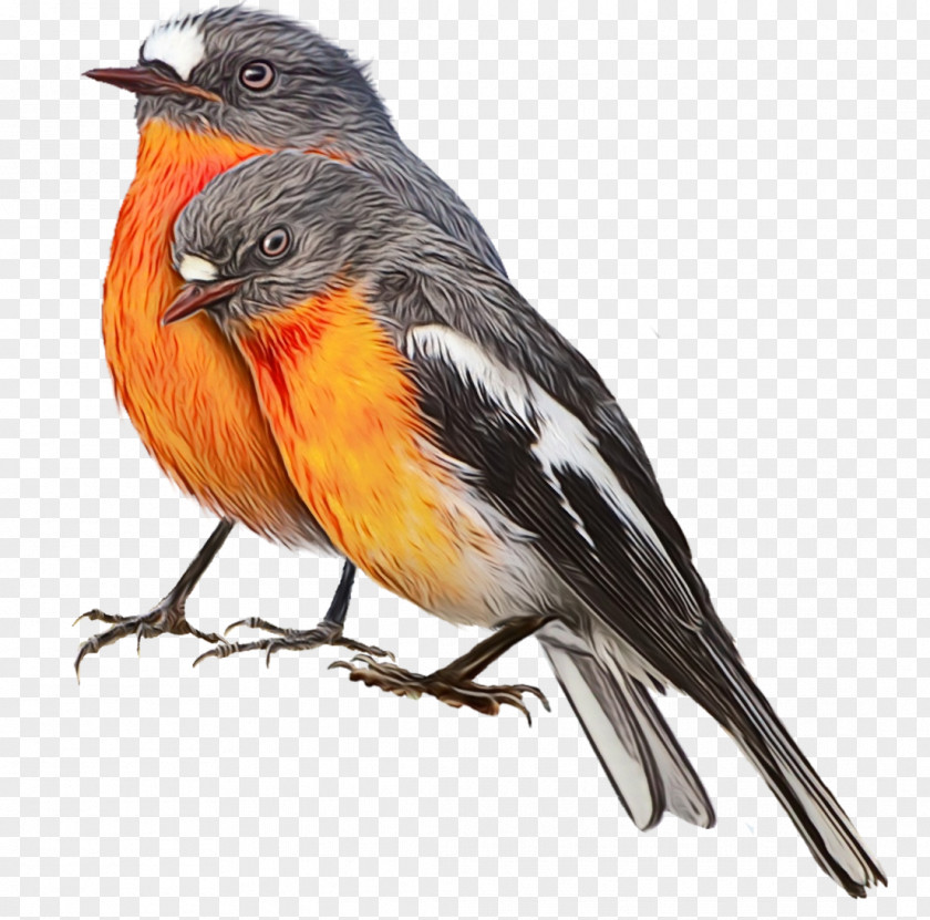 Canary Finch Robin Bird PNG