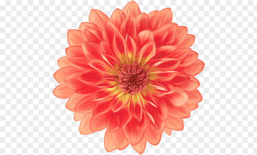 Cut Flowers Peach Orange PNG