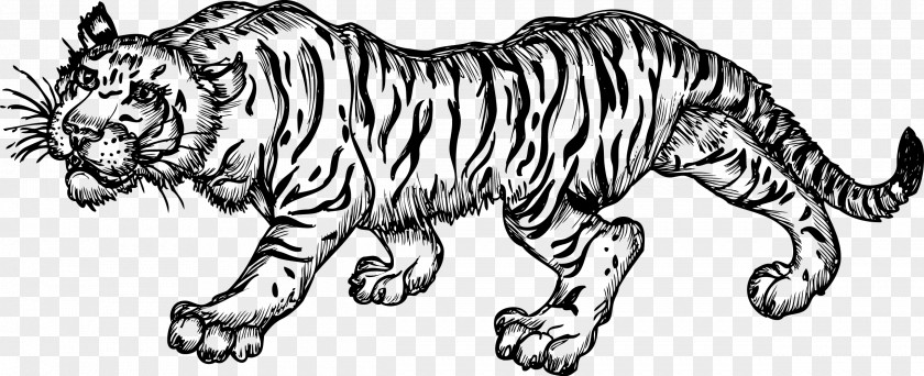 Elemental Vector Tiger Black And White Drawing PNG