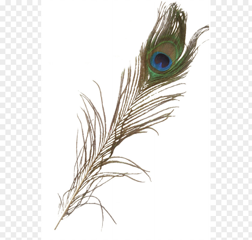 Feather Asiatic Peafowl Iridescence PNG