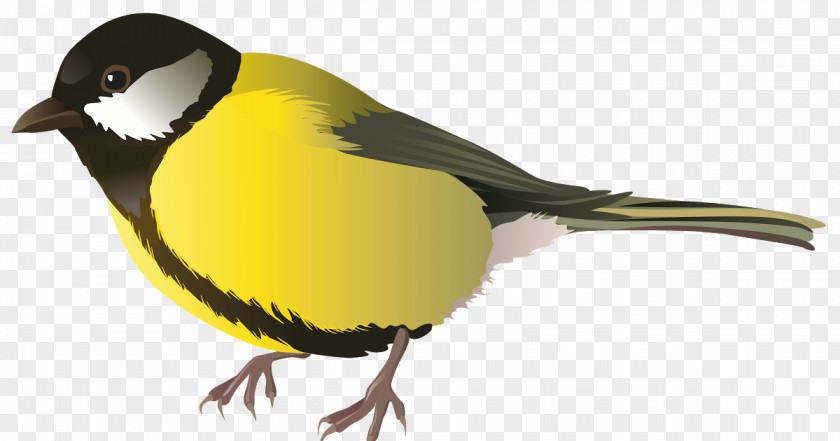 Green Jay Sparrow Robin Bird PNG