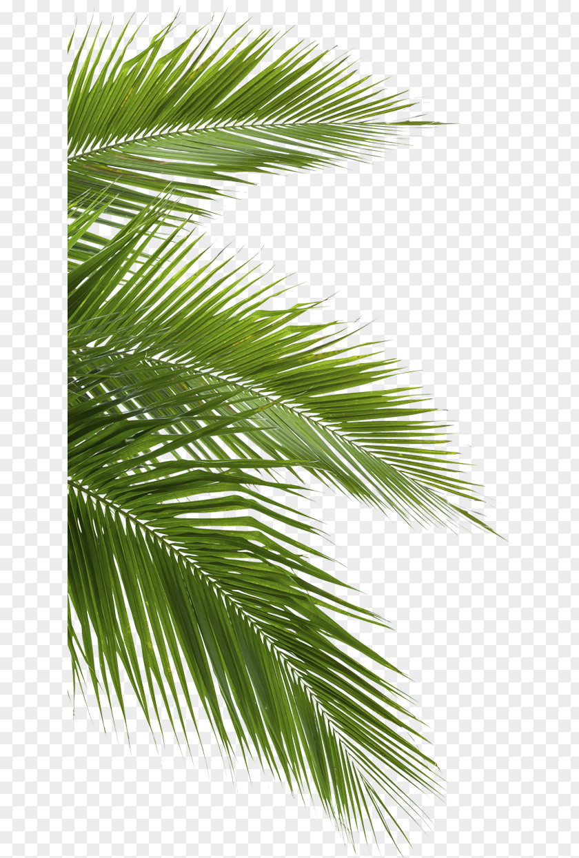Jungle Coconut Arecaceae Leaf White PNG