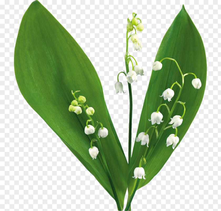 Lily Of The Valley Desktop Wallpaper Clip Art PNG