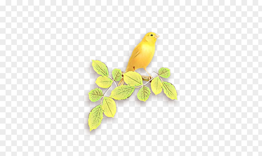 Plant Canary Bird Cartoon PNG