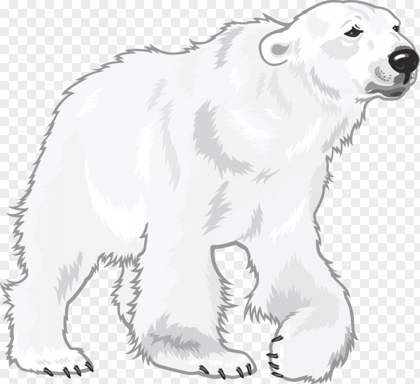 Polar White Bear Cuteness PNG