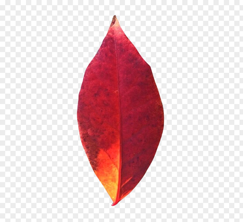 Pot Leaf Autumn Leaves Maple PNG
