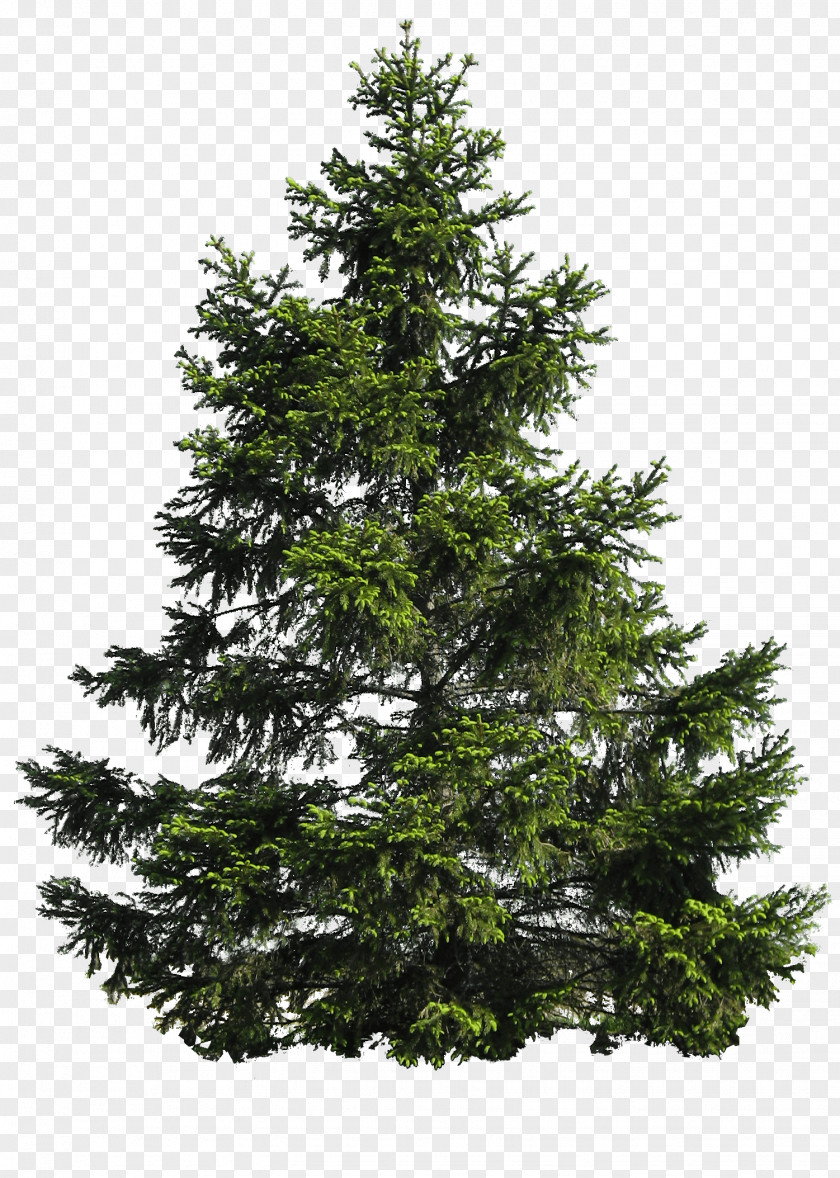 Tree Image Download Picture Pine Clip Art PNG