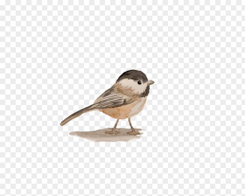 Cute Little Sparrow House Jack Bird Watercolor Painting PNG