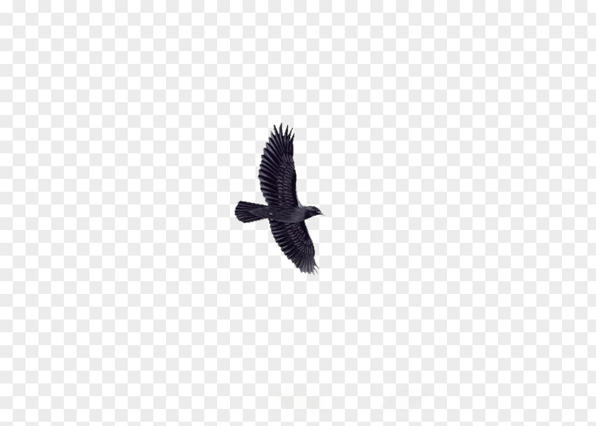 Eagle Bird Animal PNG