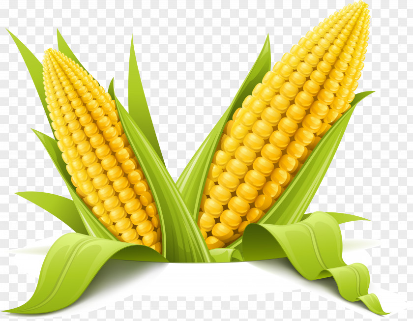 Ear Corn On The Cob Maize Corncob Clip Art PNG