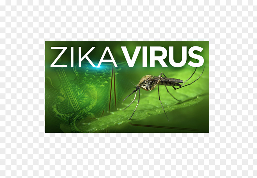 Health Zika Virus Ebola Disease Fever PNG