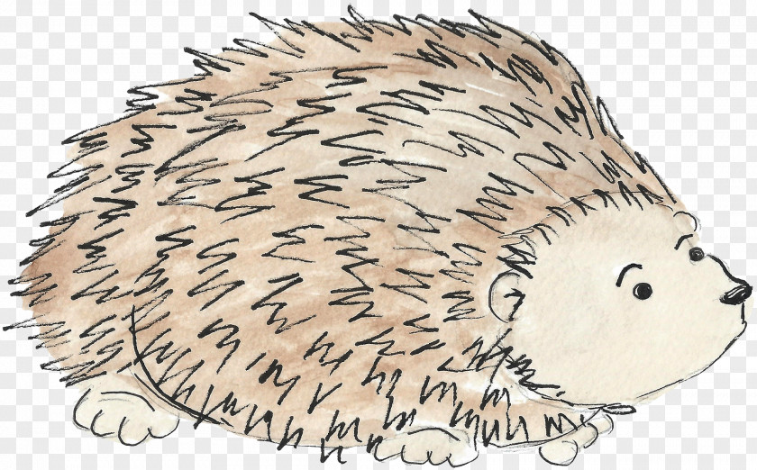 Hedgehog Watercolor Domesticated Beaver Porcupine Whiskers PNG