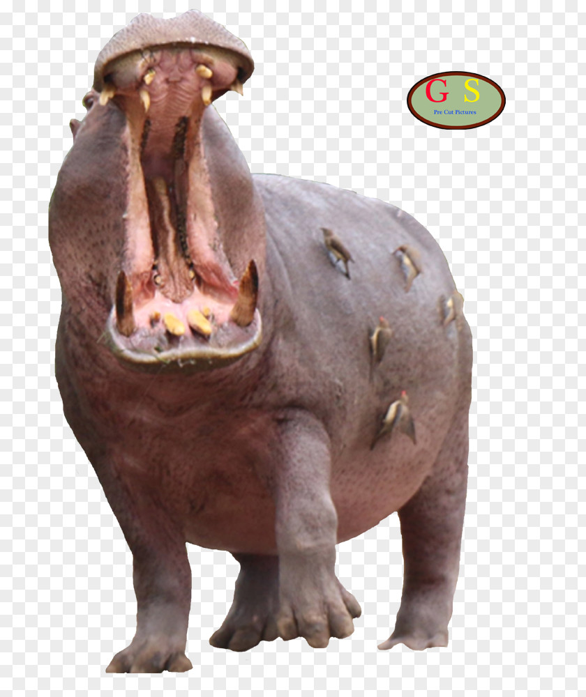 Nl Hippopotamus Rhinoceros Wildlife Terrestrial Animal PNG
