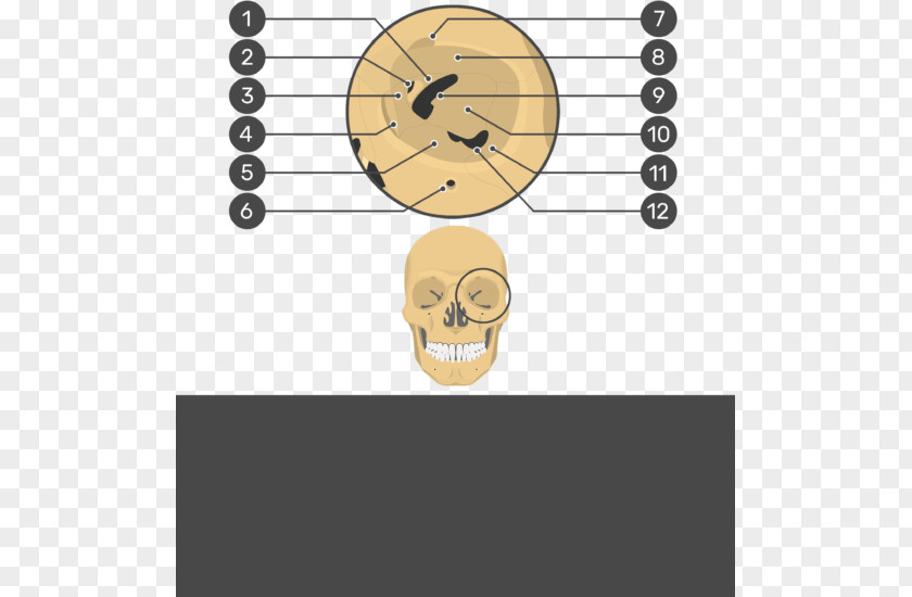 Skull Orbit Frontal Bone Anatomy Human Skeleton PNG