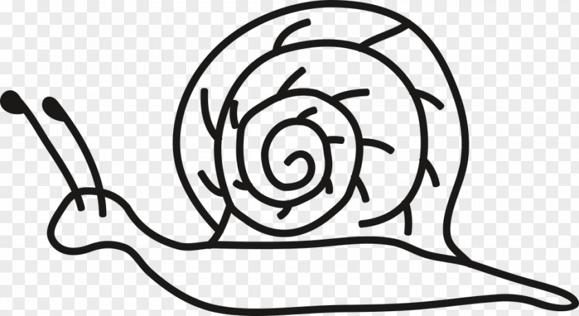 Snail Clip Art Drawing Coloring Book Image PNG