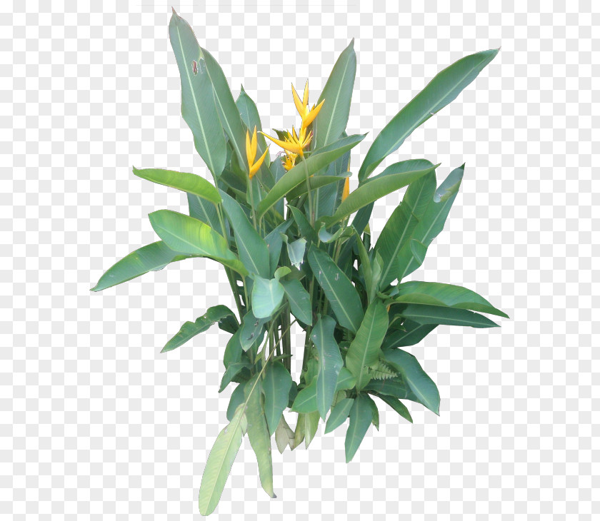 Tropical Plant Herbaceous Flowerpot Houseplant PNG