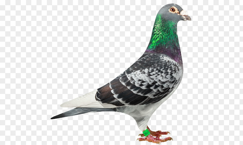 Bird Columbidae Racing Homer Stock Dove Pigeon PNG