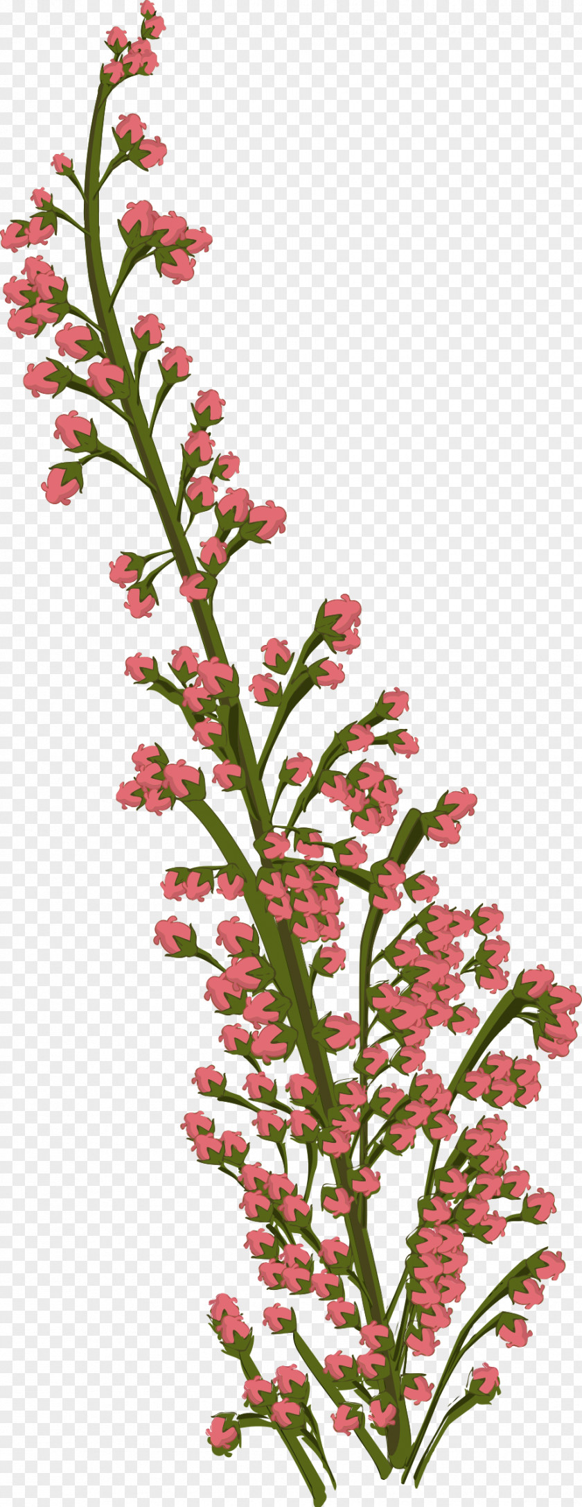Flower Drawing Tropical Flowers Cut PNG
