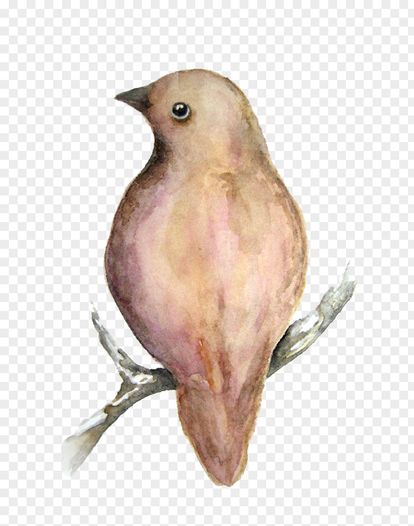 Hand Drawn Sparrow Eurasian Tree Finch PNG