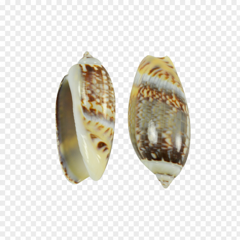 Jewellery Conchology Jewelry Design Kilogram PNG