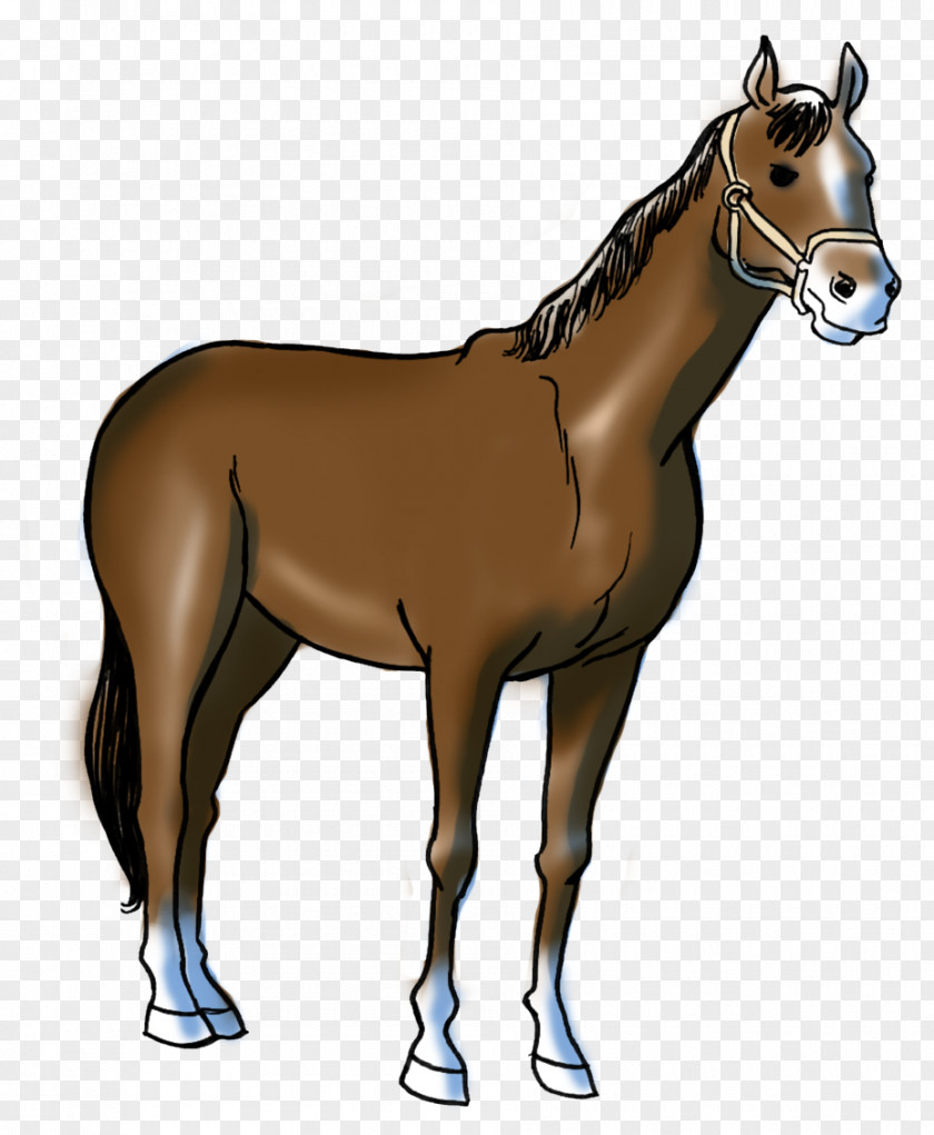 Mustang Foal Stallion Pony Marwari Horse PNG