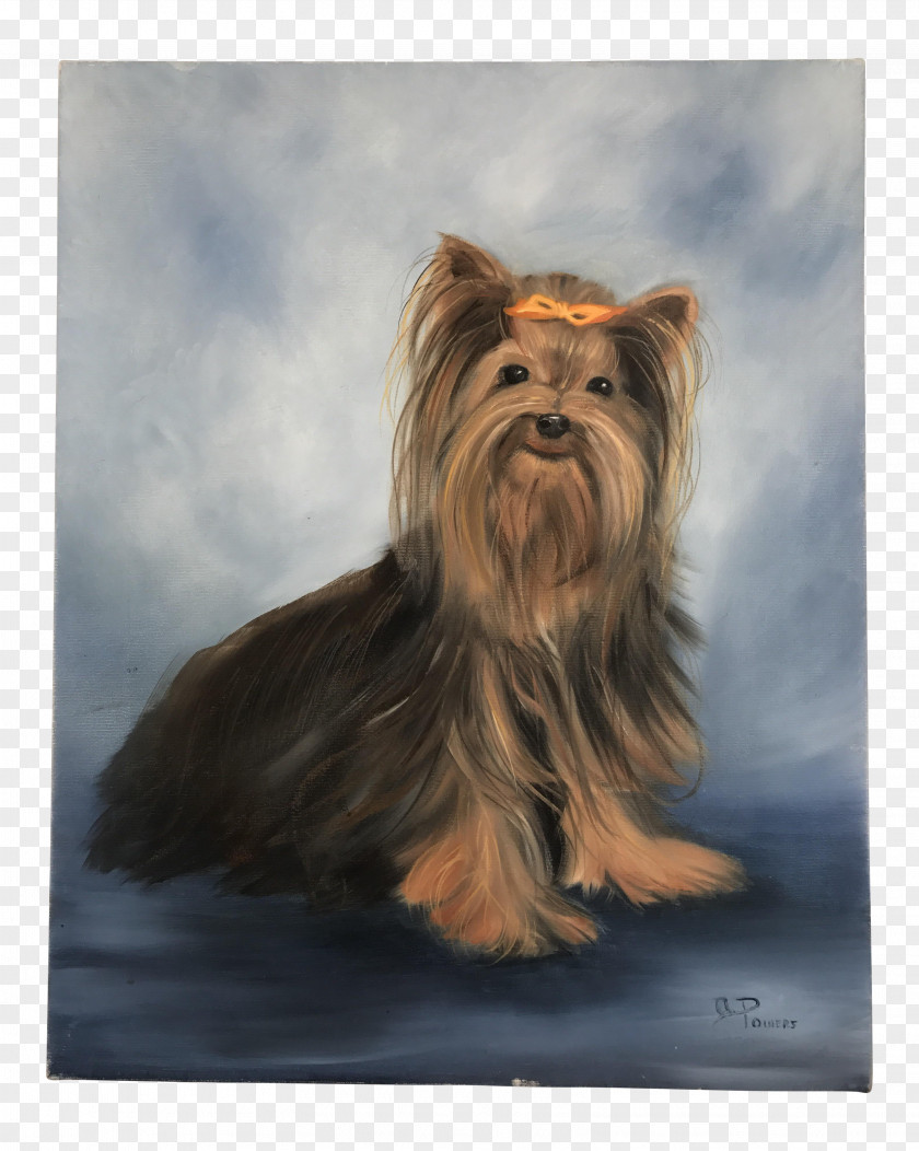 Painting Yorkshire Terrier Australian Silky Cairn Companion Dog PNG