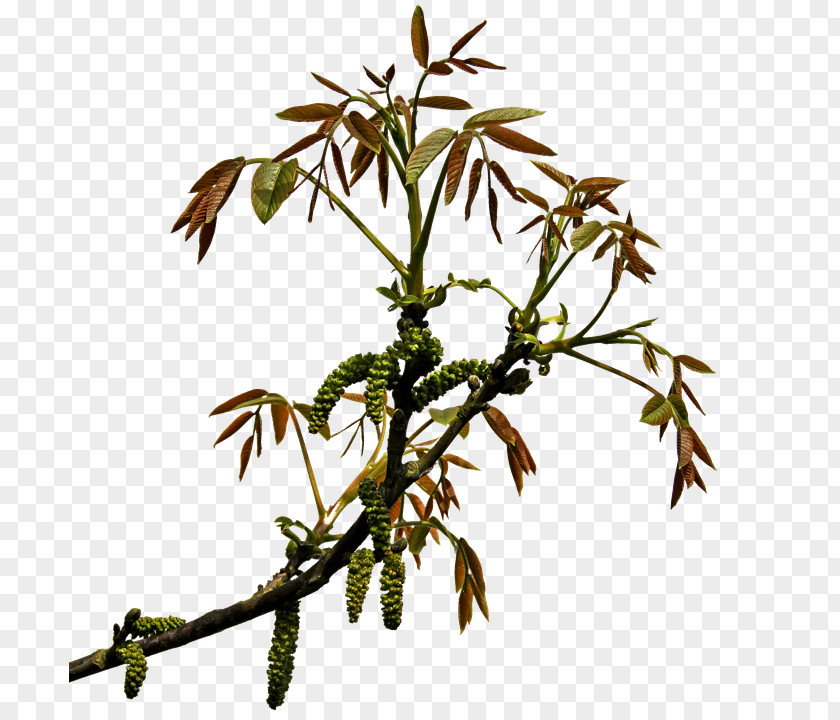 Plant Branch Clip Art PNG