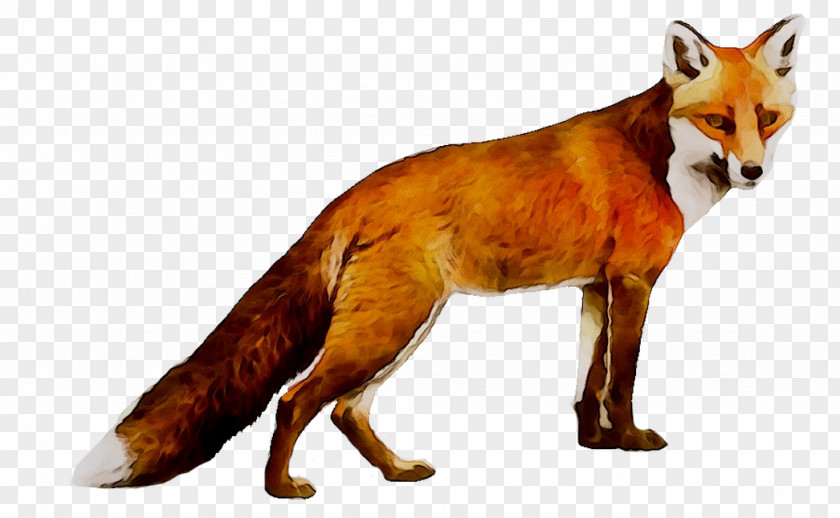Red Fox Wolf Coyote Dhole PNG
