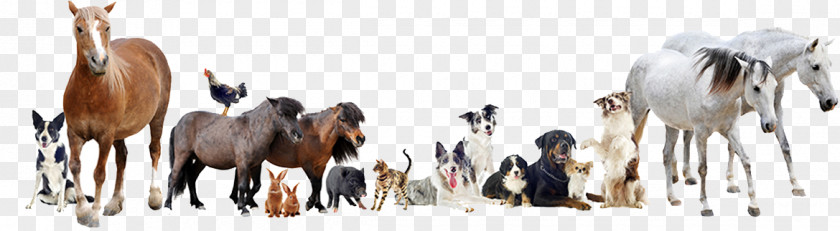 Cat Horse Dog Veterinarian Pet PNG