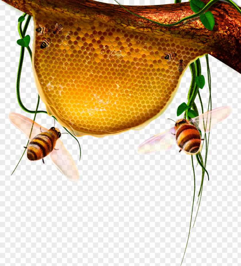 Free Bee Hive Creative Pull Beehive Honeycomb PNG