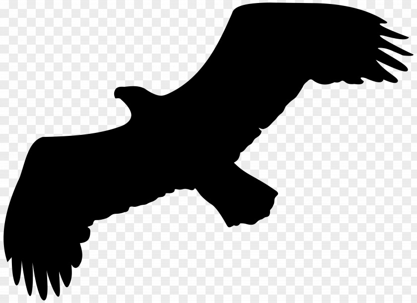 Eagle Silhouette Drawing Clip Art PNG