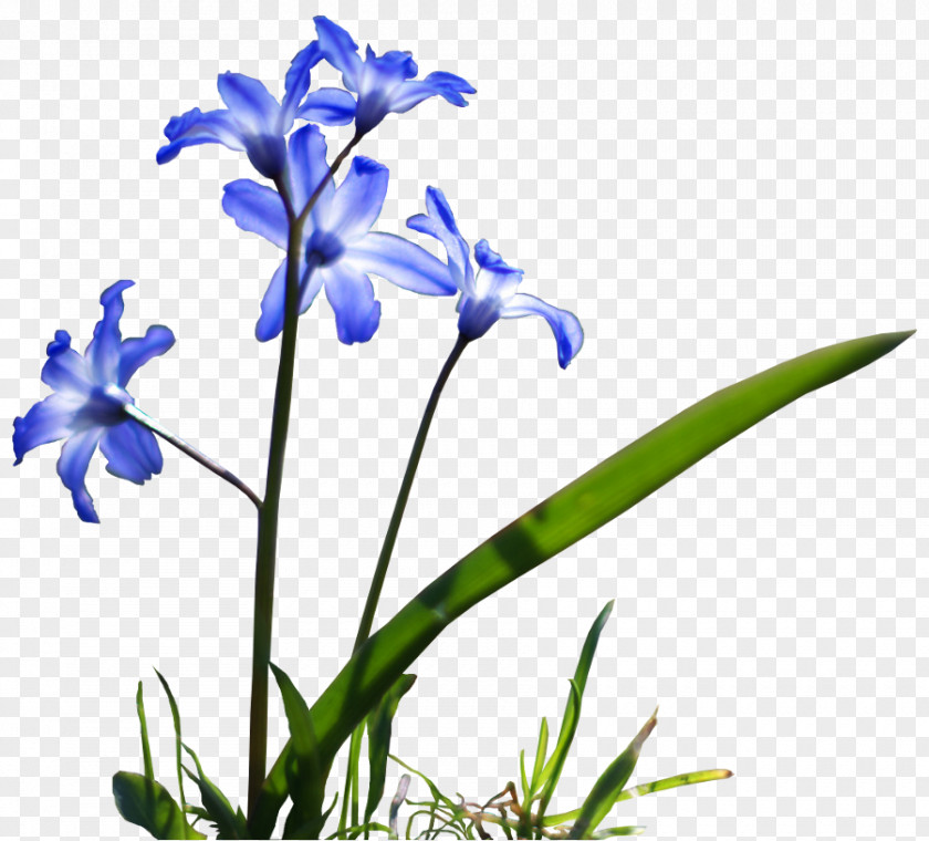 Flower Blue Tag Clip Art PNG