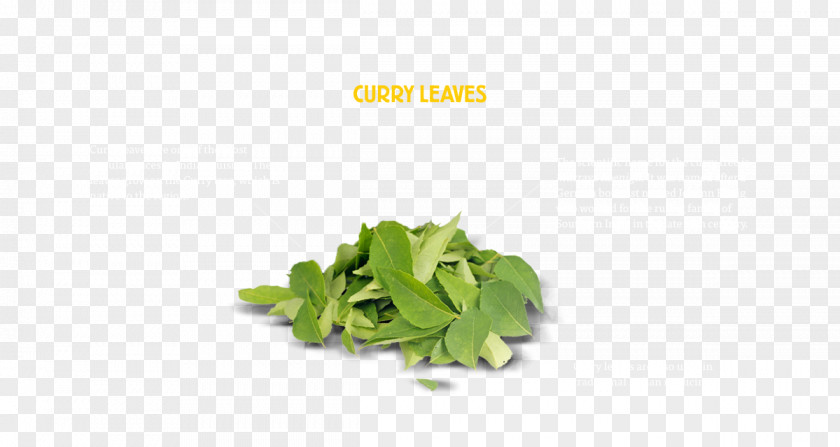 Leaf Herb New Curry Leaves Tree Vegetable PNG