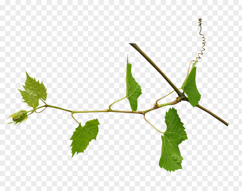 Leaf Image Grapevines Design PNG