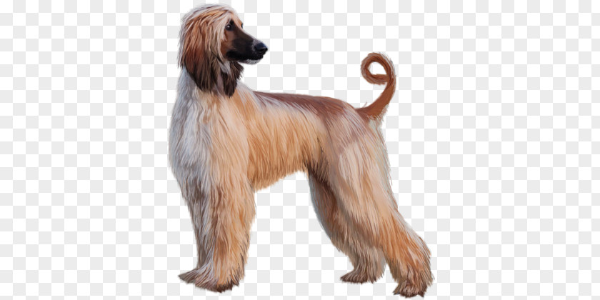 Puppy Afghan Hound Saluki Taigan Longdog Dog Breed PNG