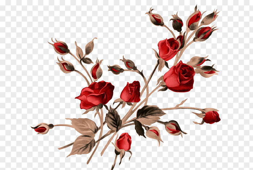 Vintage Rose Painting PNG