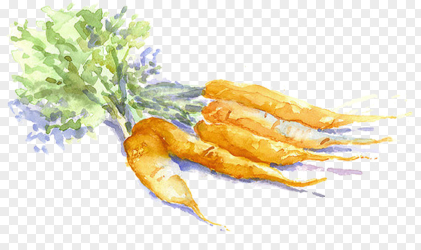 Yellow Carrots Carrot Drawing Vegetable Watercolor Painting Sketch PNG