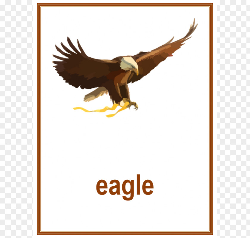 English Poster Bald Eagle Bird United States Of America Clip Art PNG