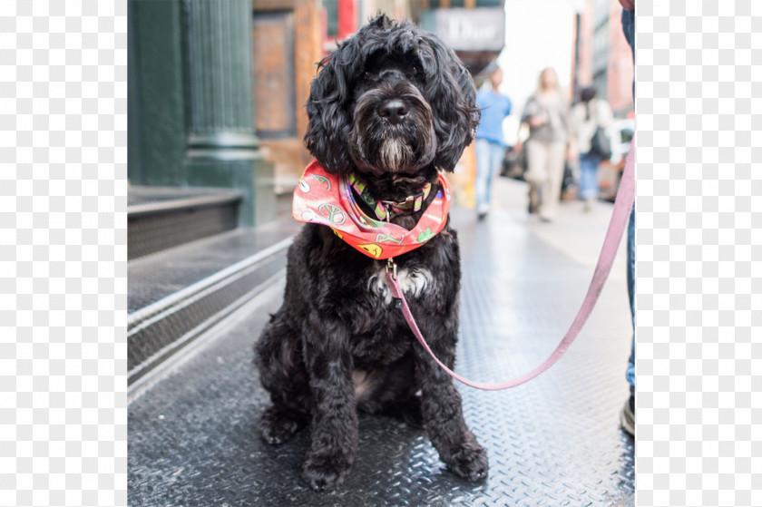 Galeria Melissa Ny Miniature Schnauzer Schnoodle Affenpinscher Dog Breed PNG