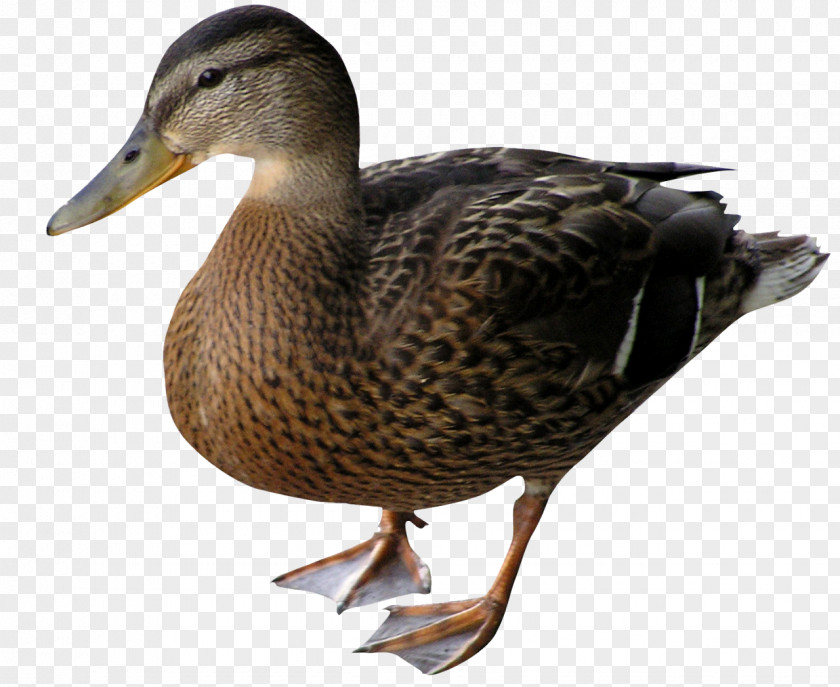 Goose Duck Mallard Bird PNG