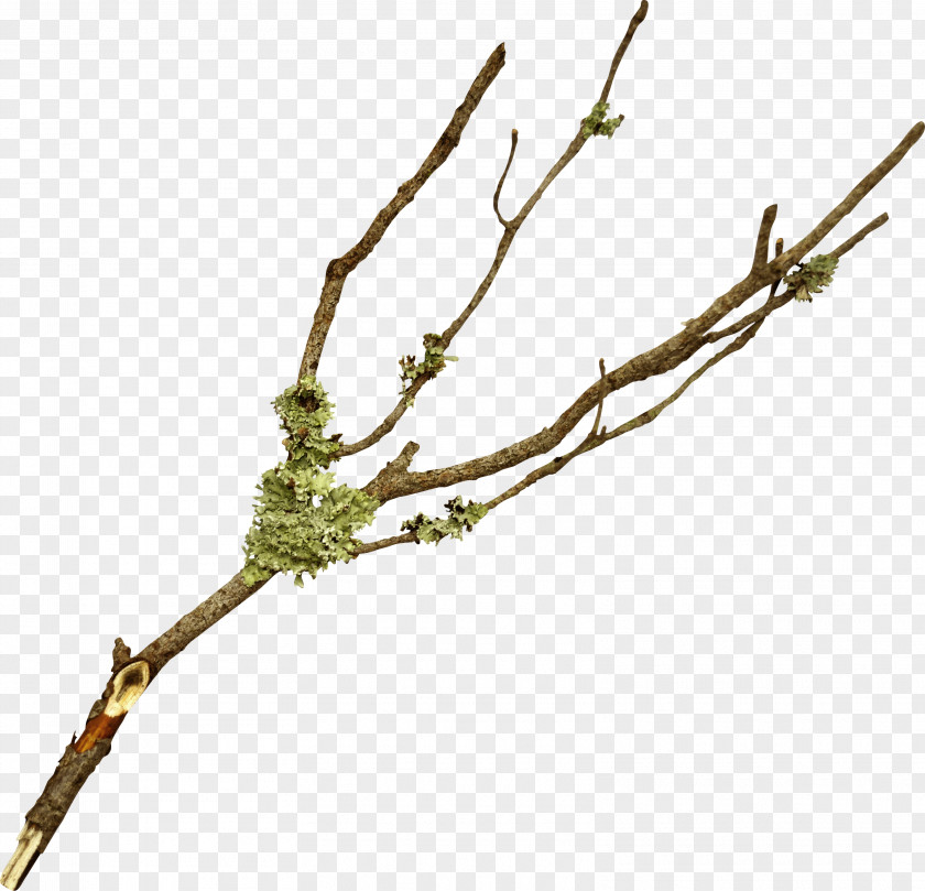 Olive Branch Twig Tree Leaf PNG