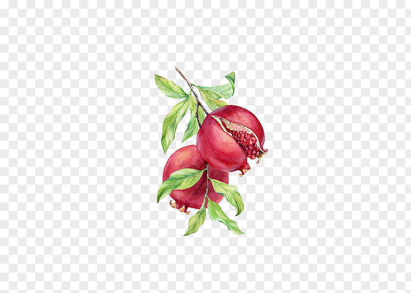 Pomegranate On The Branches Painting PNG