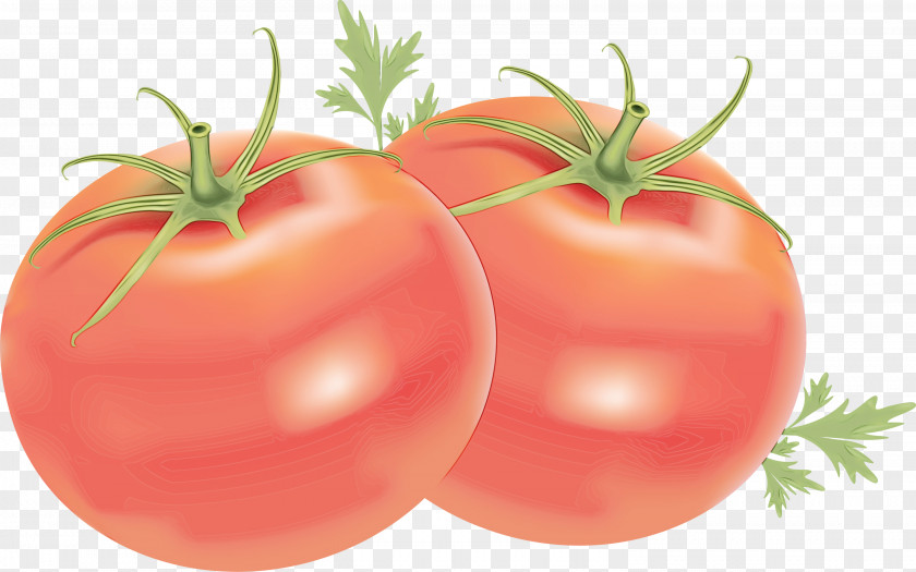 Solanales Cherry Tomatoes Watercolor Natural PNG