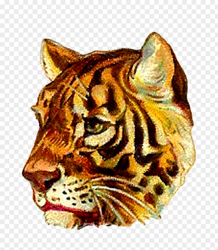 Tiger Cat Felidae Jaguar Whiskers PNG