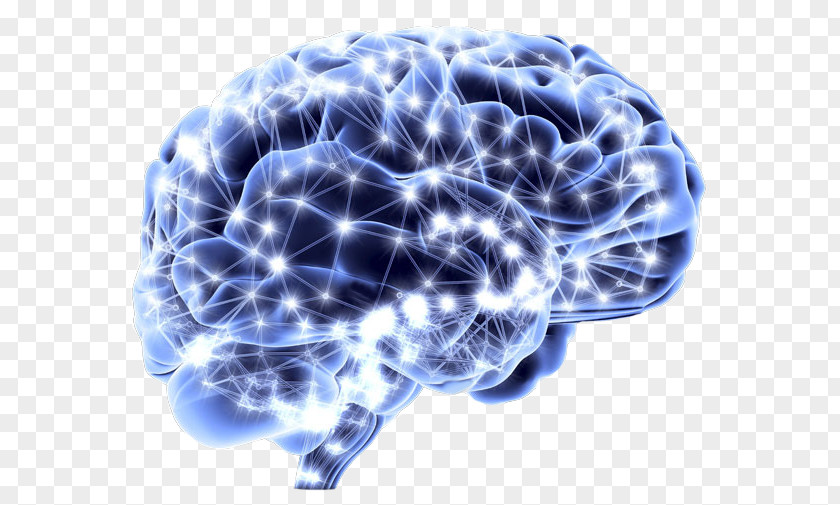 Brain Human Neuroscience Neuron Homo Sapiens PNG
