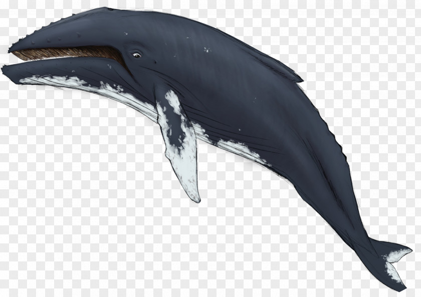 Dolphin Tucuxi Common Bottlenose Wholphin Rough-toothed Killer Whale PNG