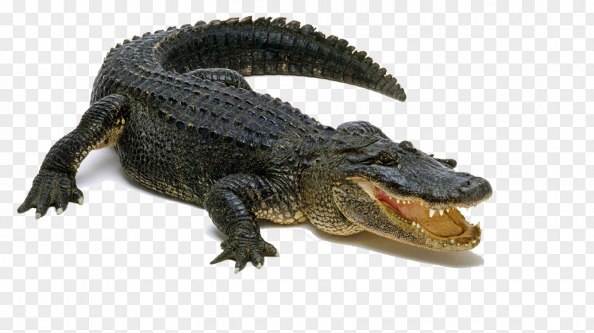 Alligator Pic Display Resolution PNG