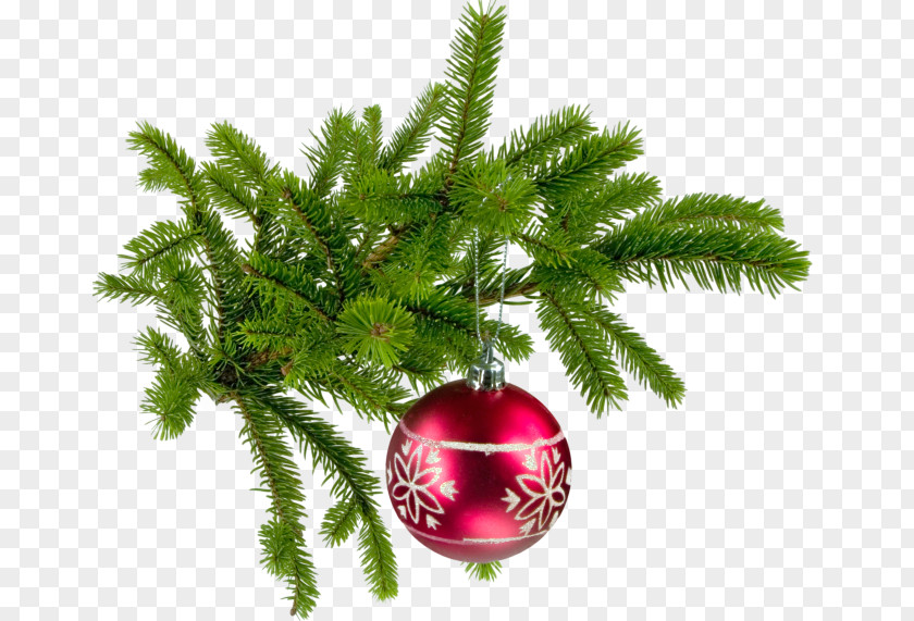 Christmas Tree Nordmann Fir Santa Claus PNG