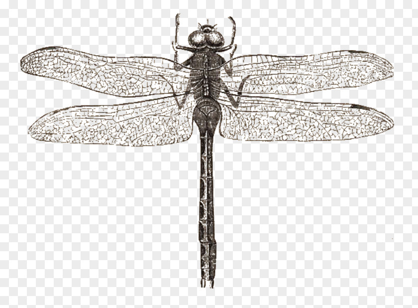 Dragon Fly Dragonfly Butterfly Drawing Libellula PNG