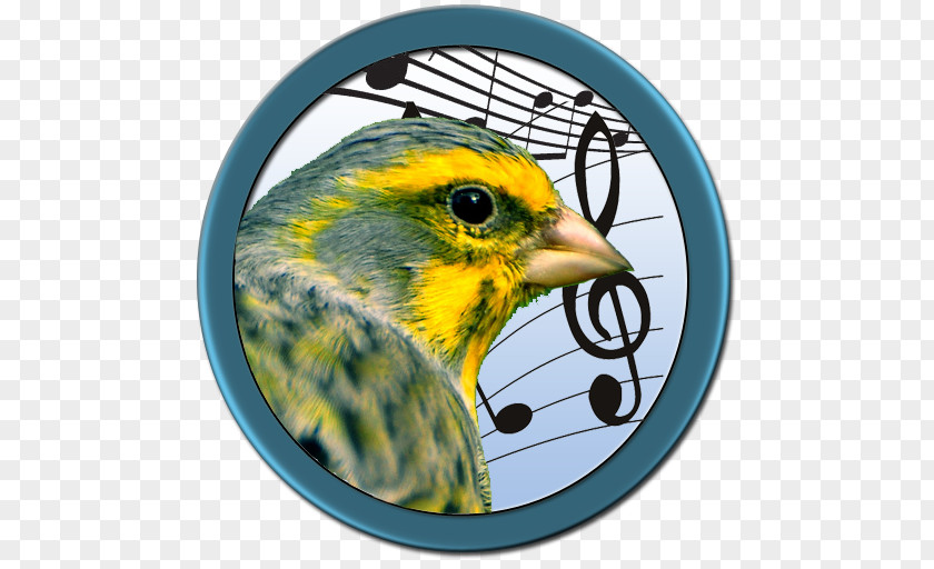 Feather Beak Finches Fauna Concert PNG